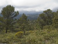 E, Malaga, El Burgo, Sierra de las Nieves 39, Saxifraga-Willem van Kruijsbergen